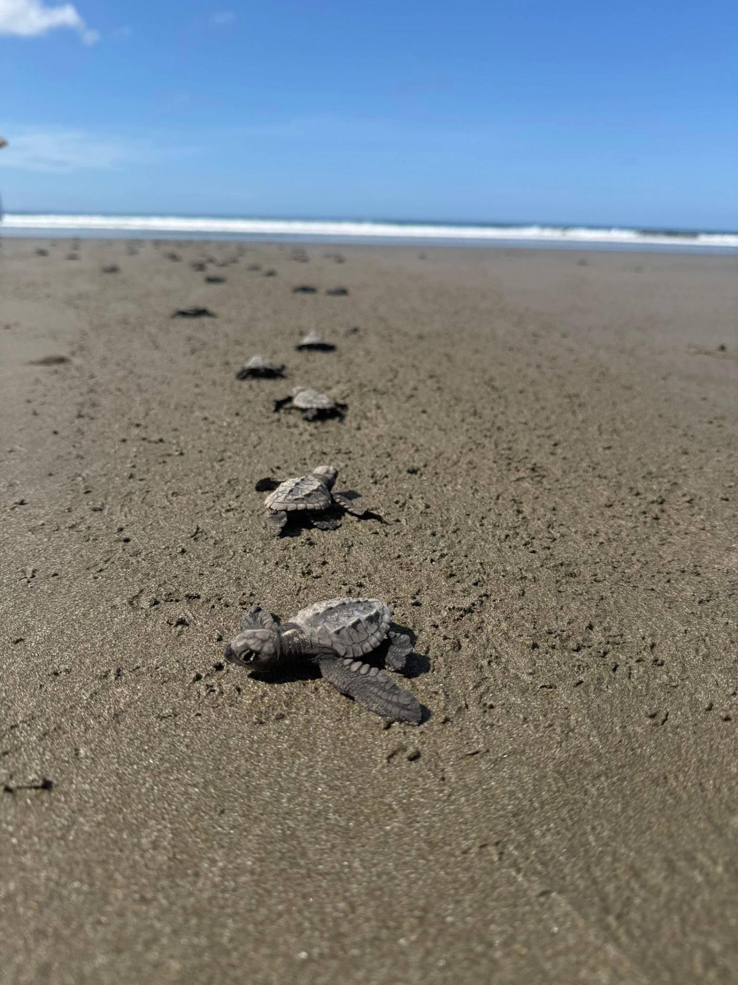 Baby sea turtles moving across the sand toward the ocean