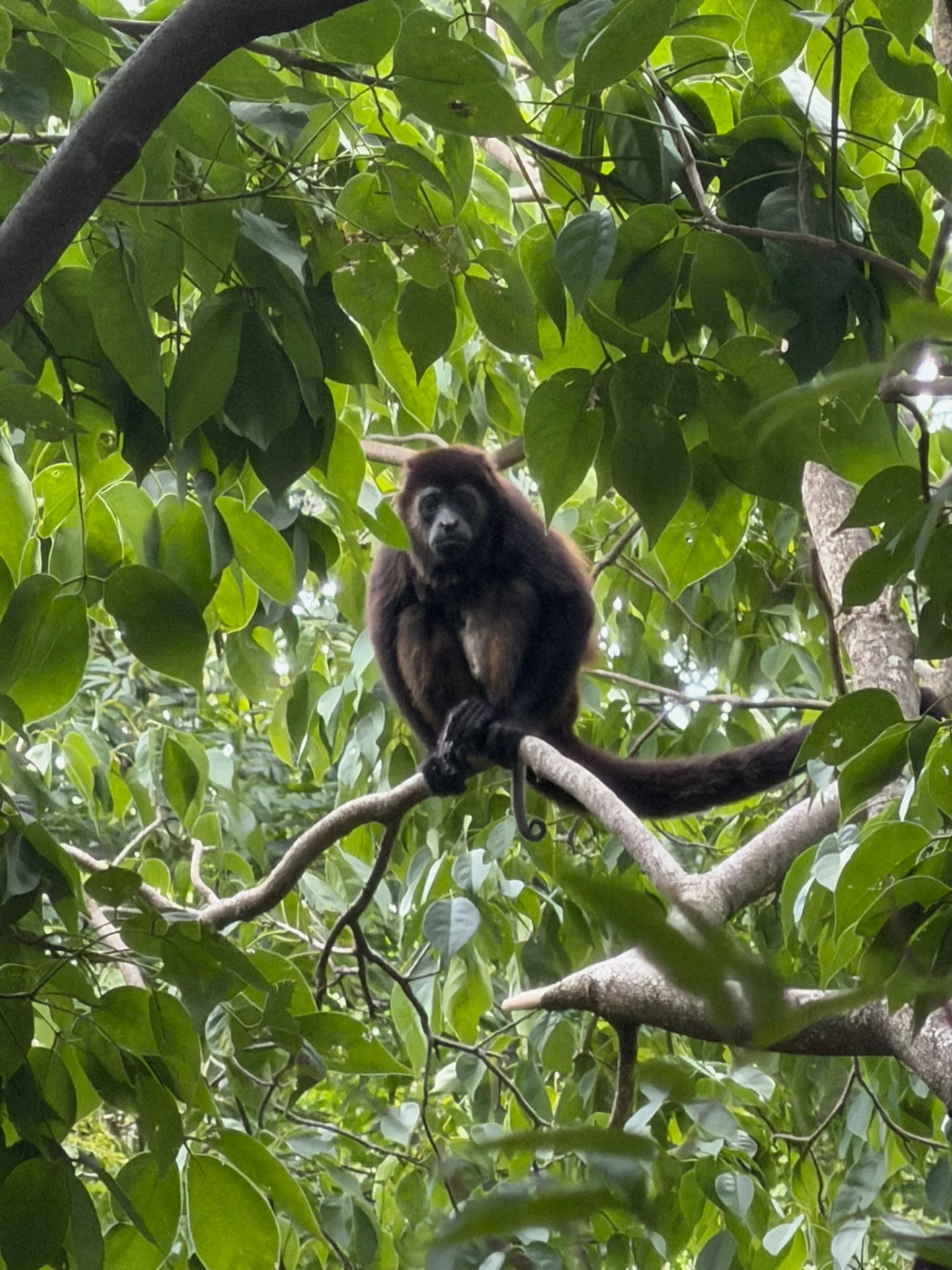 A dark-furred monkey resting on a branch among dense green leaves