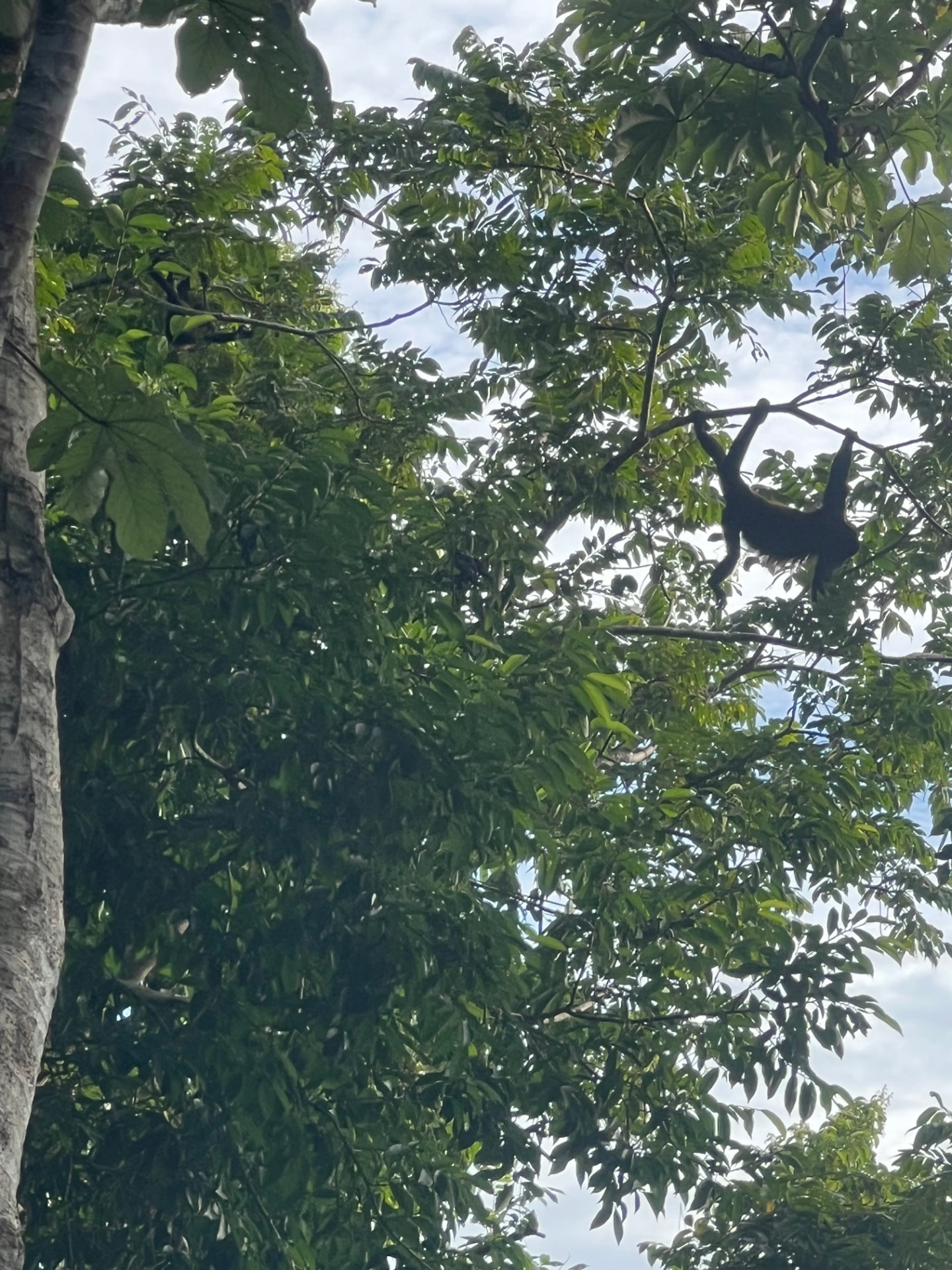 A monkey moving through the tropical canopy at Playa El Coco